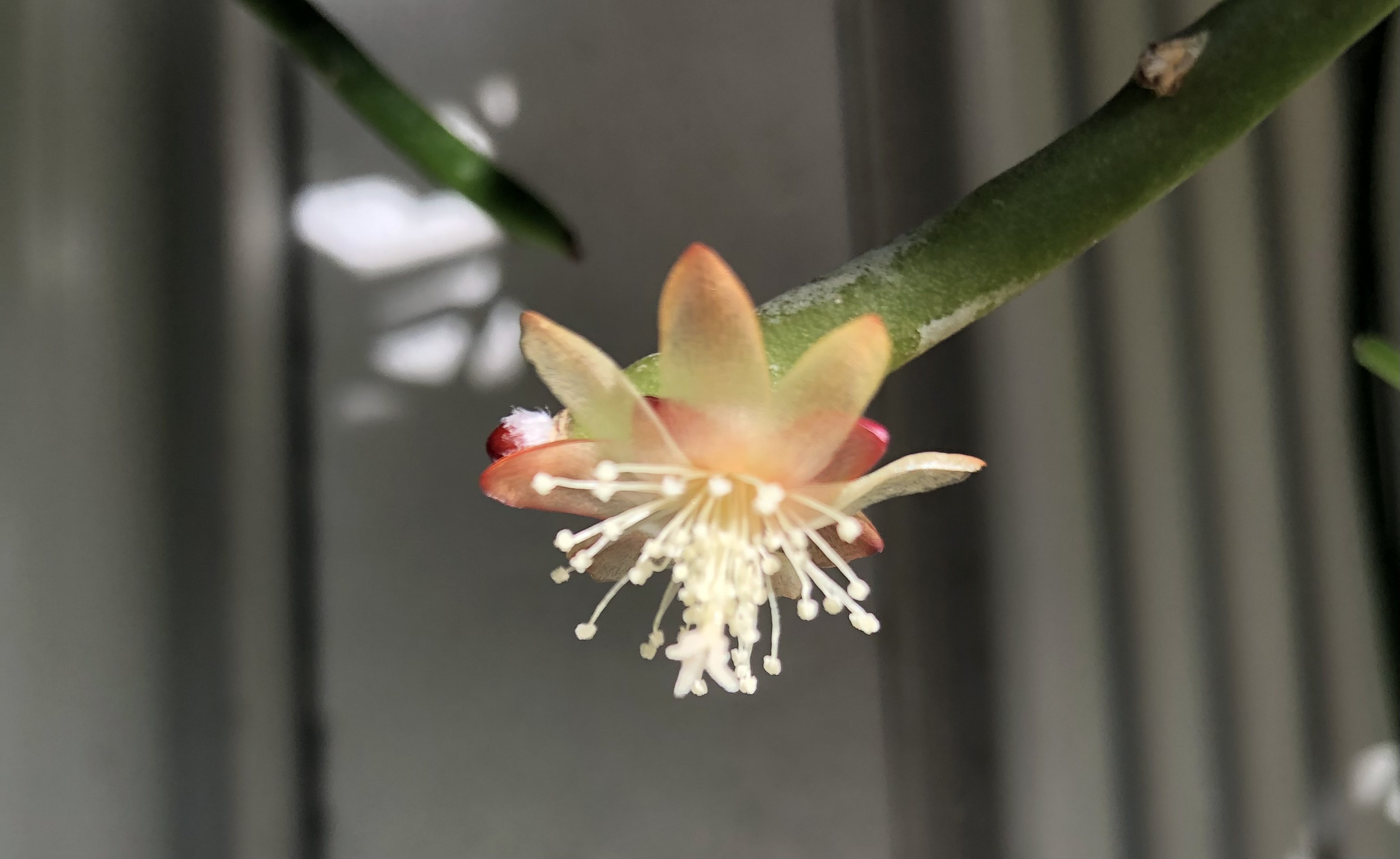 http://www.cloudjungle.com/cloudjungle/Cactaceae/Rhipsalis/Rhipsalis dissimilis f marnierianum flower.jpeg